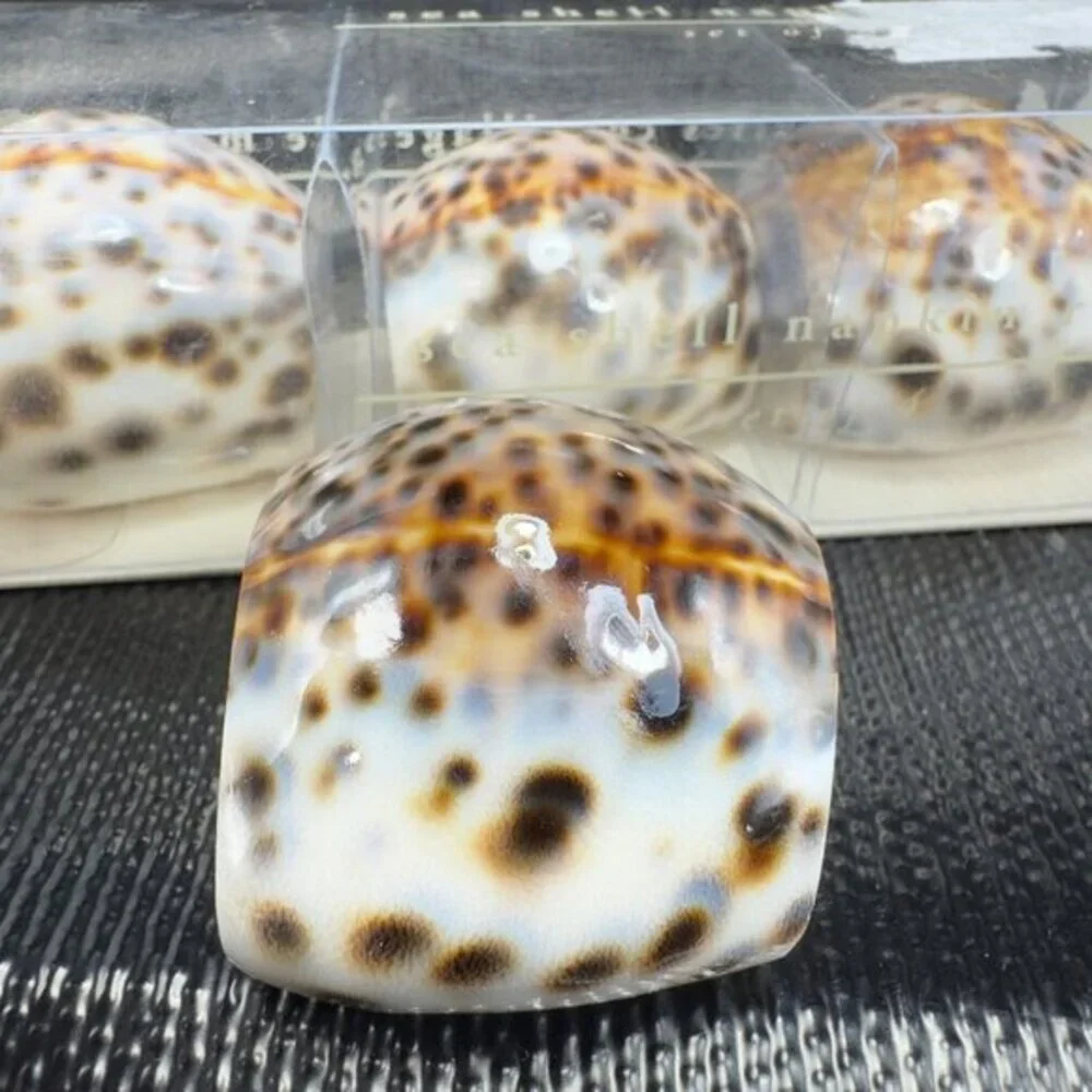 Pier 1 Brown Tiger‎ Spotted Cowrie Seashell Shell Napkin Rings Set 4 New In Box
